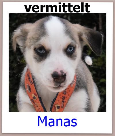 Manas Tierschutz Zypern Hund vermittelt