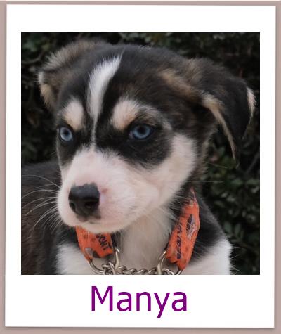 Manya Tierschutz Zypern Hund prof