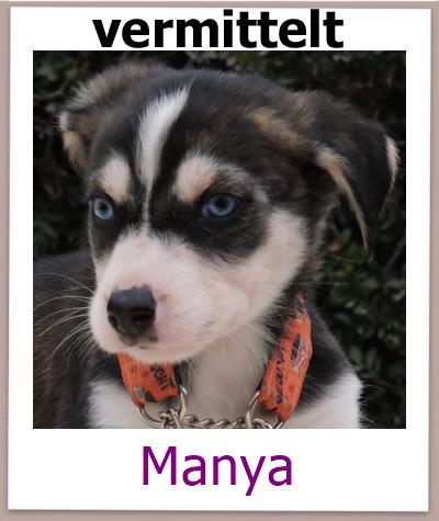 Manya Tierschutz Zypern Hund vermittelt