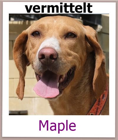 Maple Tierschutz Zypern Hund vermittelt