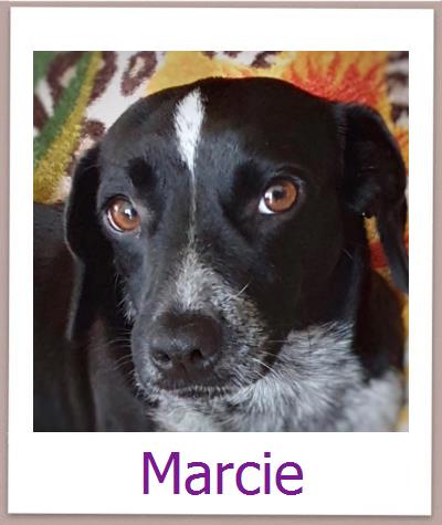 Marcie Tierschutz Zypern Hund prof