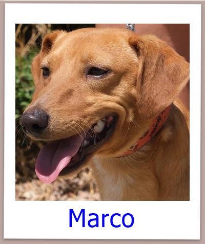 Marco Tierschutz Zypern Hund prof