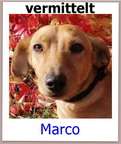 Marco Tierschutz Zypern Hund vermittelt 1