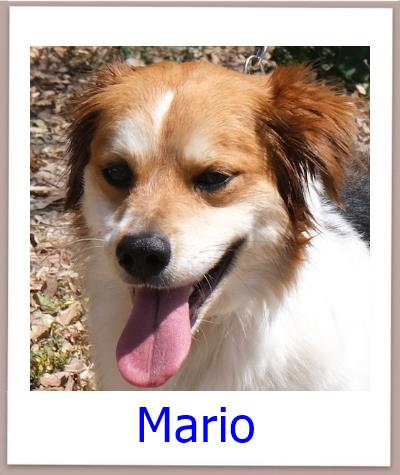 Mario Tierschutz Zypern Hund prof