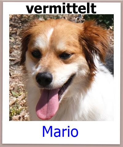 Mario Tierschutz Zypern Hund vermittelt