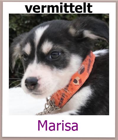 Marisa Tierschutz Zypern Hund vermittelt