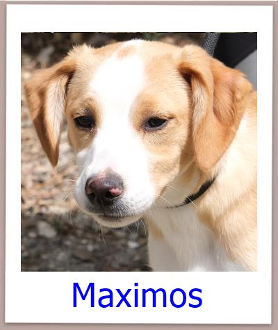 Maximos Tierschutz Zypern Hund prof