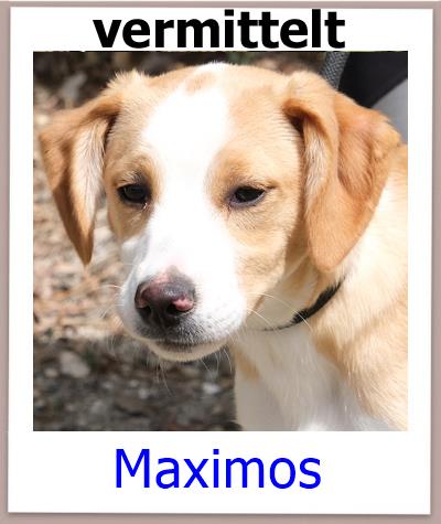 Maximos Tierschutz Zypern Hund vermittelt