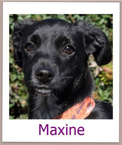 Maxine Tierschutz Zypern Hund prof