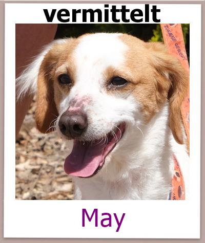 May Tierschutz Zypern Hund vermittelt