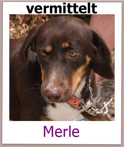 Merle Tierschutz Zypern Hund vermittelt