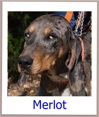 Merlot Tierschutz Zypern Hund prof