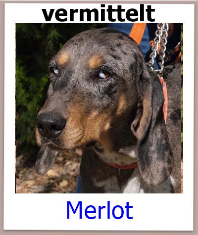 Merlot Tierschutz Zypern Hund prof