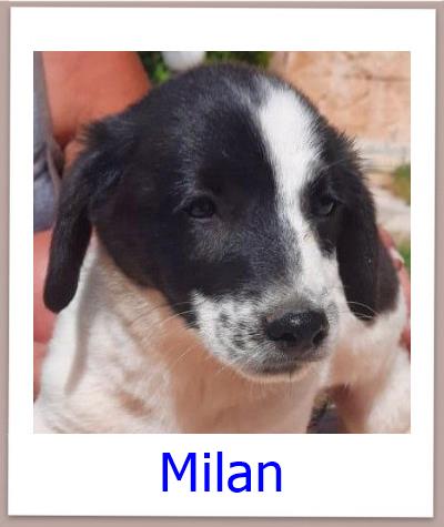 Milan Tierschutz Zypern Hund prof