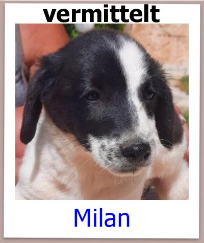 Milan Tierschutz Zypern Hund vermittelt