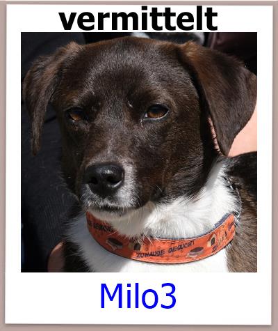Milo3 Tierschutz Zypern Hund vermittelt