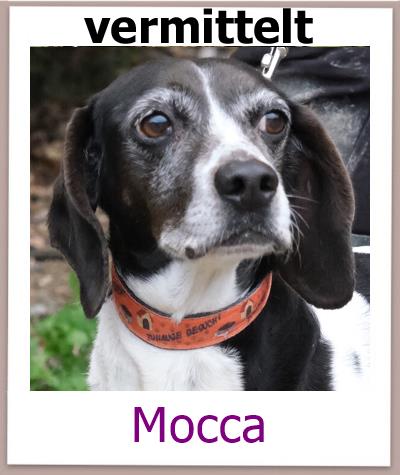 Mocca Tierschutz Zypern Hund vermittelt