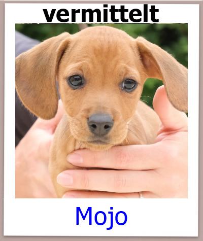 Mojo Tierschutz Zypern Hund vermittelt