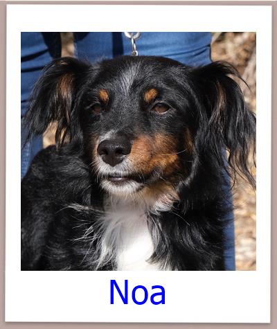 Noa Tierschutz Zypern Hund prof