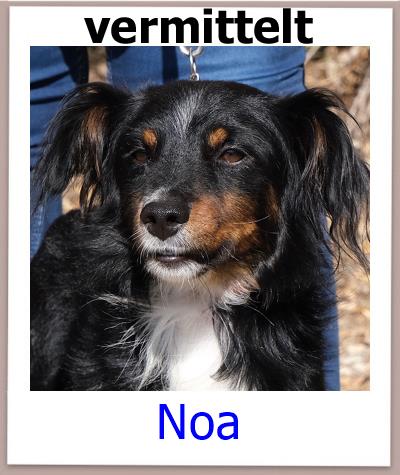 Noa Tierschutz Zypern Hund prof