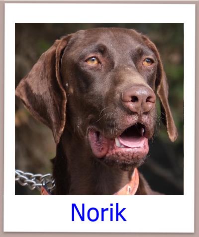 Norik Tierschutz Zypern Hund prof