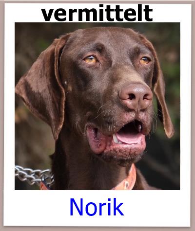Norik Tierschutz Zypern Hund vermittelt