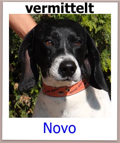 Novo Tierschutz Zypern Hund prof