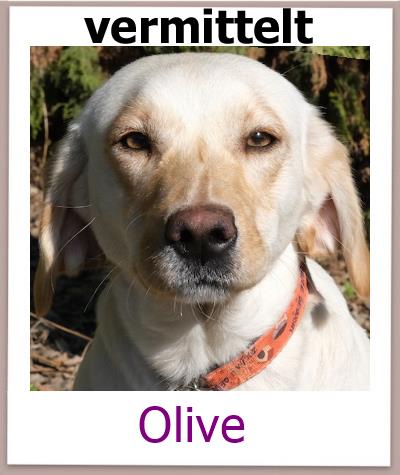 Olive Tierschutz Zypern Hund vermittelt