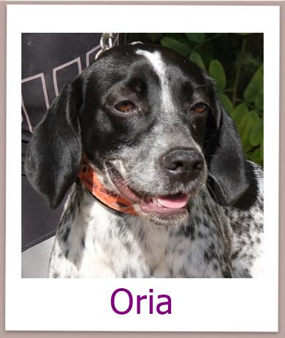 Oria Tierschutz Zypern Hund prof