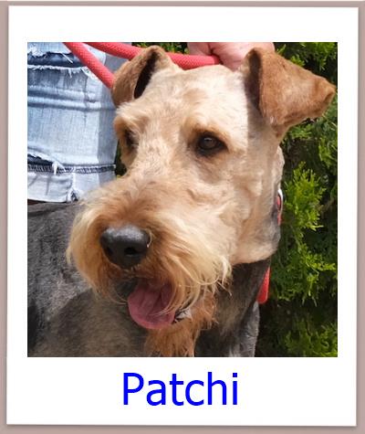 Patchi Tierschutz Zypern Hund prof