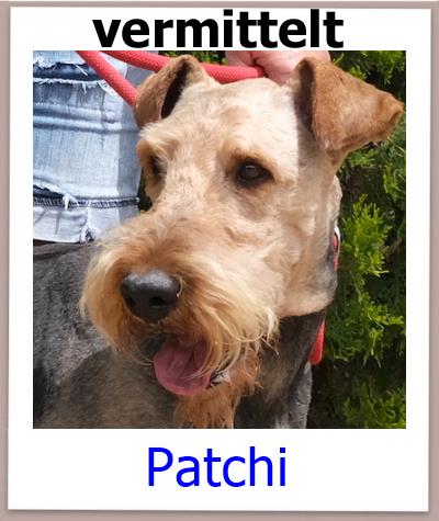Patchi Tierschutz Zypern Hund vermittelt
