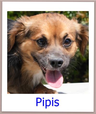 Pipis Tierschutz Zypern Hund prof