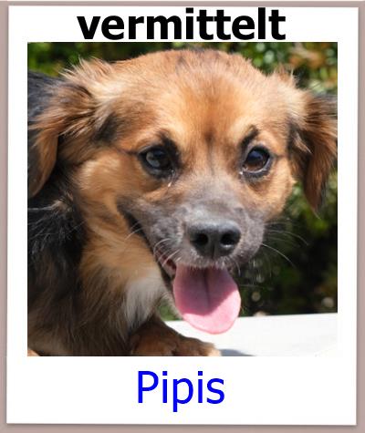 Pipis Tierschutz Zypern Hund vermittelt