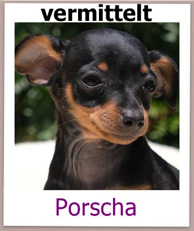 Porscha Tierschutz Zypern Hund vermittelt