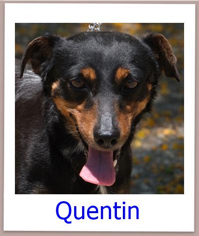 Quentin Tierschutz Zypern Hund prof