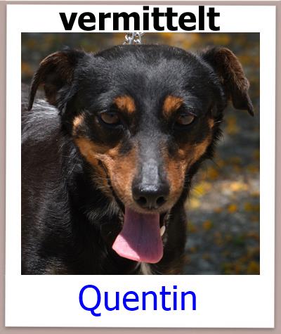 Quentin Tierschutz Zypern Hund vermittelt