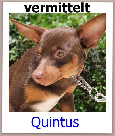 Quintus Tierschutz Zypern Hund vermittelt