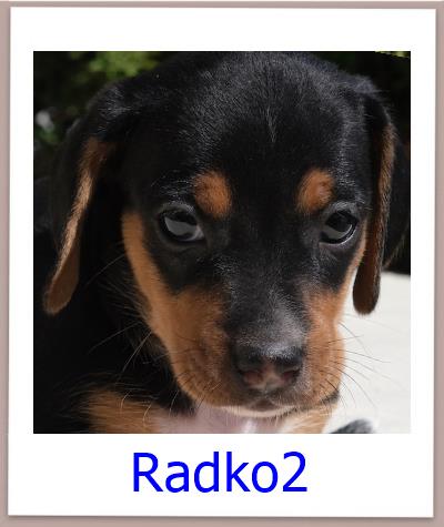 Radko2 Tierschutz Zypern Hund prof