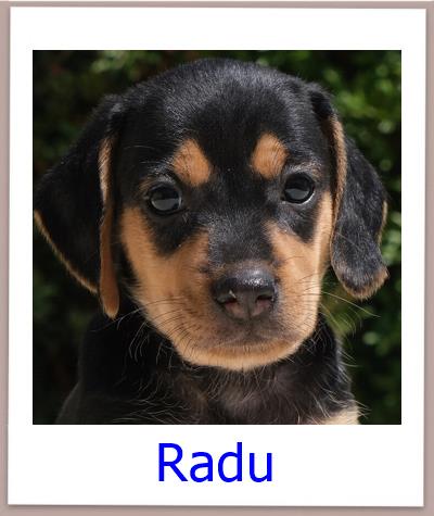 Radu Tierschutz Zypern Hund prof