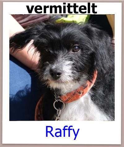 Raffy Tierschutz Zypern Hund vermittelt