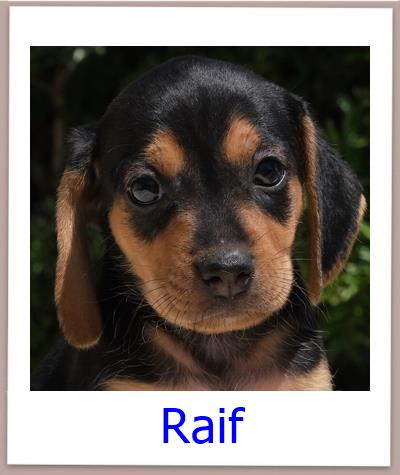 Raif Tierschutz Zypern Hund prof