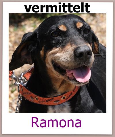 Ramona Tierschutz Zypern Hund prof