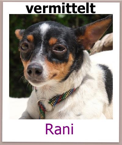 RaniTierschutz Zypern Hund vermittelt