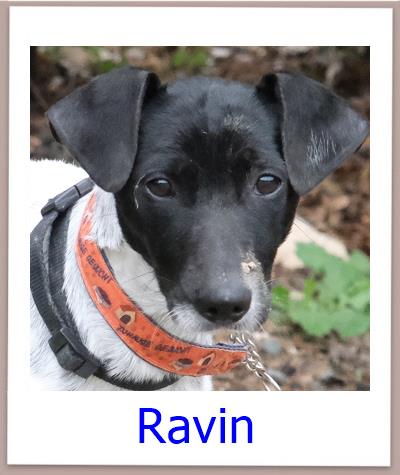 Ravin Tierschutz Zypern Hund prof