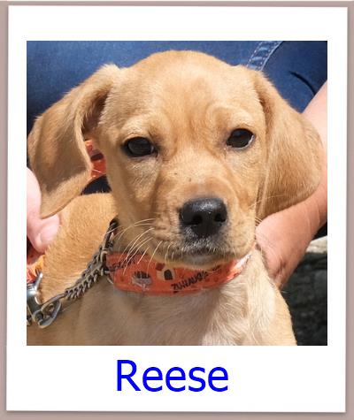 Reese Tierschutz Zypern Hund prof 1