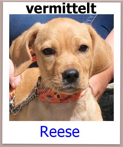 Reese Tierschutz Zypern Hund vermittelt 1