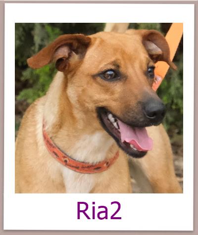 Ria2 Tierschutz Zypern Hund prof