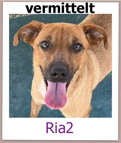 Ria2 Tierschutz Zypern Hund vermittelt 1