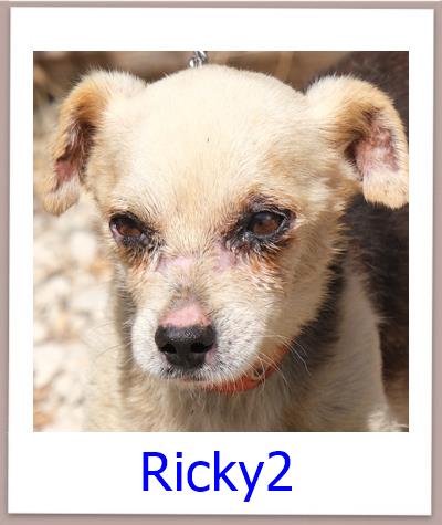 Ricky2Tierschutz Zypern Hund prof