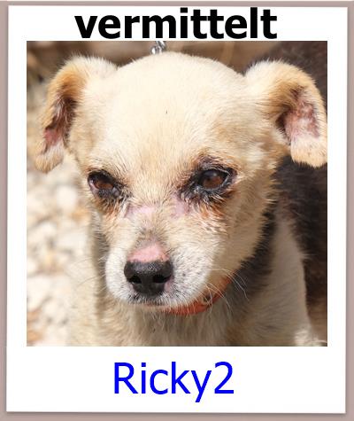 Ricky2Tierschutz Zypern Hund prof